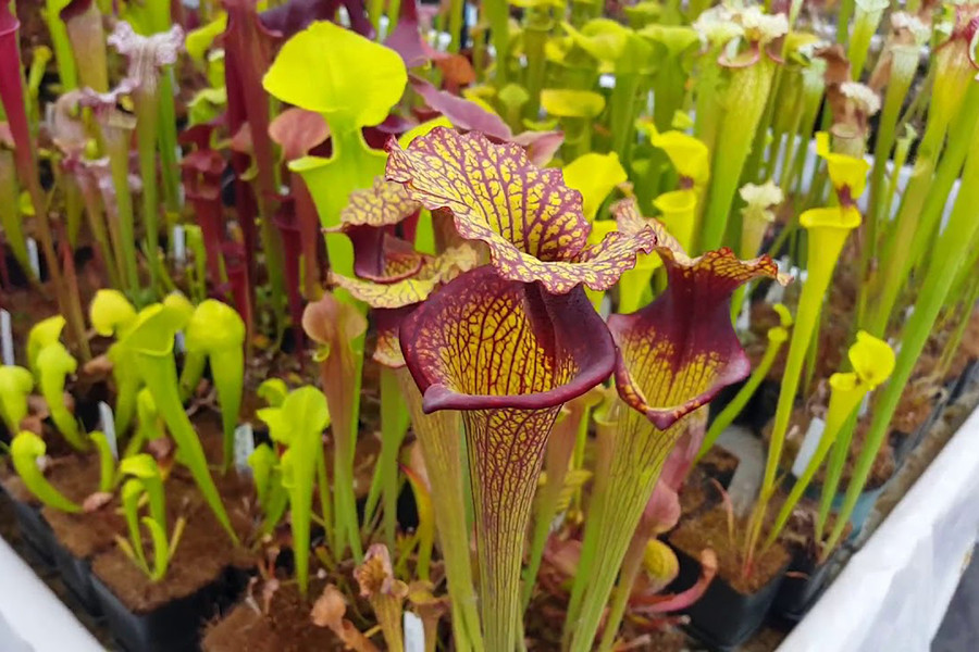 Cây hố bẫy (tên khoa học Sarracenia), thường sống trong các đầm lầy Bắc Mỹ. Lá cây nằm sát mặt đất, mỗi lá có dạng một bao đài, phiến lá cây có nắp sặc sỡ trông như cái dạ dày – nơi có nhiều tuyến tiết mật thu hút sâu bọ.