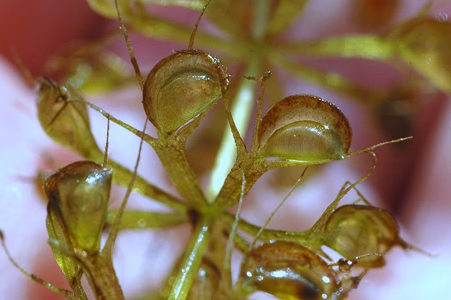 Đây là loài cây ăn thịt đáng sợ với tốc độ cực nhanh. Khi con mồi rơi vào trong chiếc bẫy, chiếc bẫy sẽ đóng lại trong thời gian cực kỳ nhanh, chỉ khoảng 10.000 phần giây và bắt đầu tiêu hóa con mồi.