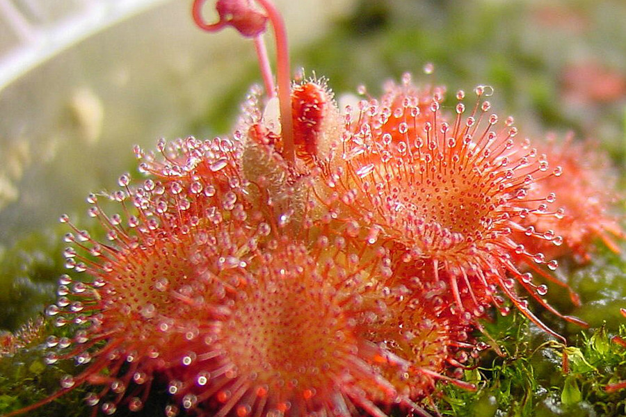 Cây gọng vó có tên khoa học là Drosera burmannii Vahl. Với gần 200 loài khác nhau, đây là giống cây ăn thịt phổ biến trên thế giới. Chúng được tìm thấy ở khắp các châu lục, trừ Nam Cực.