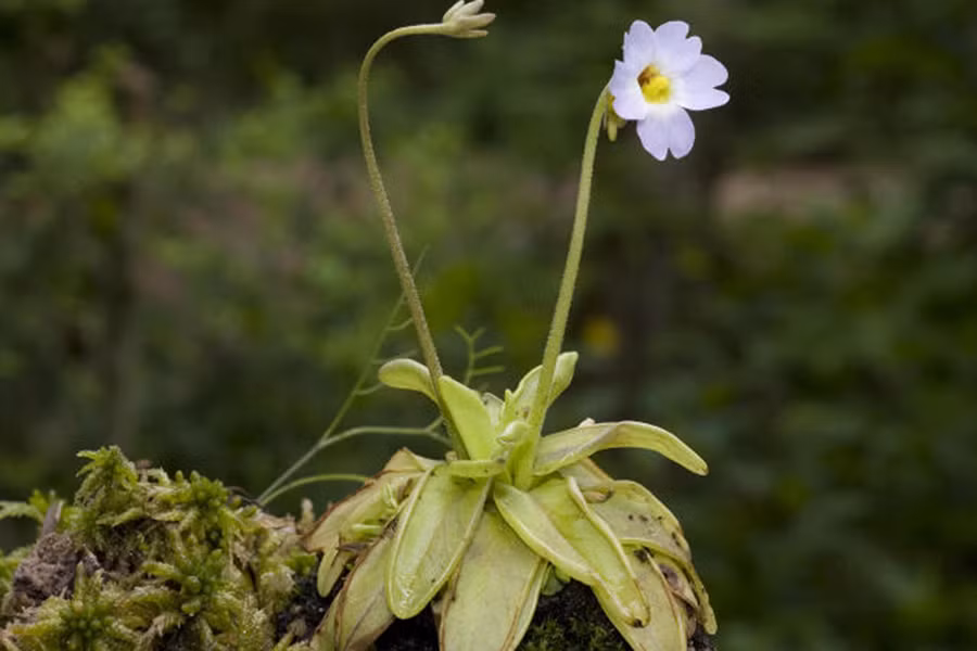 Những lỗ đặc biệt trên bề mặt lá tiết ra chất nhầy trông giống như những giọt nước. Chính sự xuất hiện của những "giọt nước" này đã thu hút côn trùng đi tìm nước. Khi côn trùng đậu xuống, cây tiết ra nhiều chất nhầy hơn. Con mồi sẽ bị dính chặt trong đống chất nhầy này bị tiêu hóa.