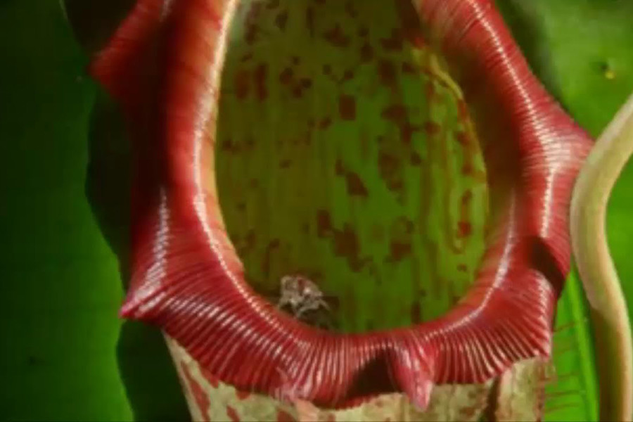 Sở dĩ, loài cây này có tên như vậy vì cấu tạo của chúng. Cây nắp ấm có hai phần, phần “ấm” có hình thon dài, chứa dịch tiêu hóa sẵn sàng dìm chết và hóa lỏng những loài sâu bọ không may bị lọt vào bẫy. Trong khi đó, phần “nắp” ở phía trên có thể di chuyển khá linh hoạt để che đậy phần “ấm” khi cần.