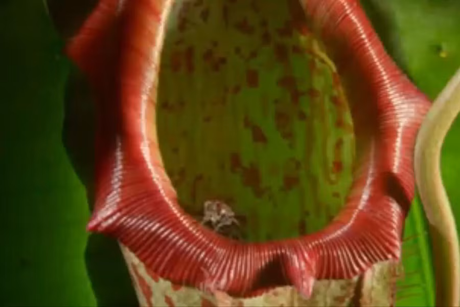 Sở dĩ, loài cây này có tên như vậy vì cấu tạo của chúng. Cây nắp ấm có hai phần, phần “ấm” có hình thon dài, chứa dịch tiêu hóa sẵn sàng dìm chết và hóa lỏng những loài sâu bọ không may bị lọt vào bẫy. Trong khi đó, phần “nắp” ở phía trên có thể di chuyển khá linh hoạt để che đậy phần “ấm” khi cần.