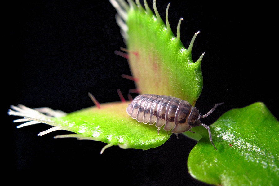 Cây bắt ruồi có những chiếc lá kỳ lạ với hai mảnh có khớp nối với nhau. Mỗi lá đều có mép gai nhọn. Bên trong lá cây là hai sợi tóc rất nhạy cảm. Chỉ cần côn trùng đậu và chạm vào hai sợi tóc này, lá cây lập tức khép lại khiến cho côn trùng không thể thoát ra.