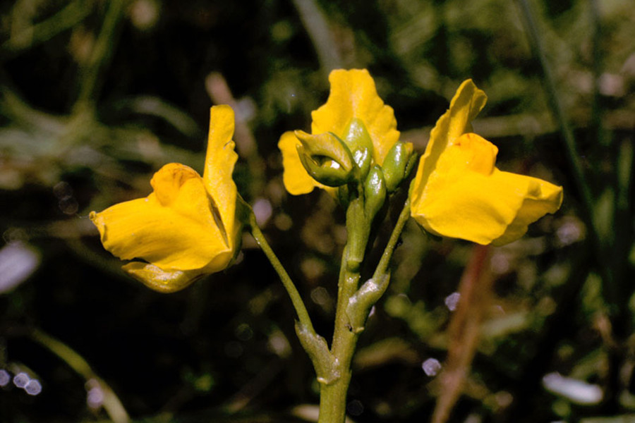 Những chiếc bẫy có các van được thiết lập bởi nhiều tuyến, bên trong thân cây sẽ liên tục bơm nước ra ngoài, và nó sẽ tạo ra một áp lực bên trong cái túi của cây. Khi con mồi đi ngang qua cây, mồi sẽ tạo ra một rung động nhỏ, và kích thích những sợi lông siêu nhạy cảm khiến bẫy hút nước và con mồi.