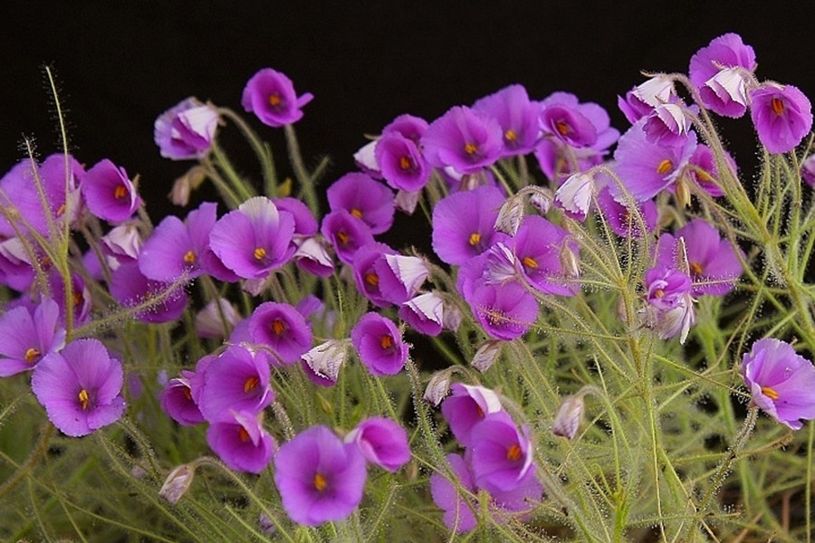 Byblis, còn được gọi là cây cầu vồng, có nguồn gốc từ Australia. Đây là loài cây ăn thịt duy nhất trong giống Byblidaceae.