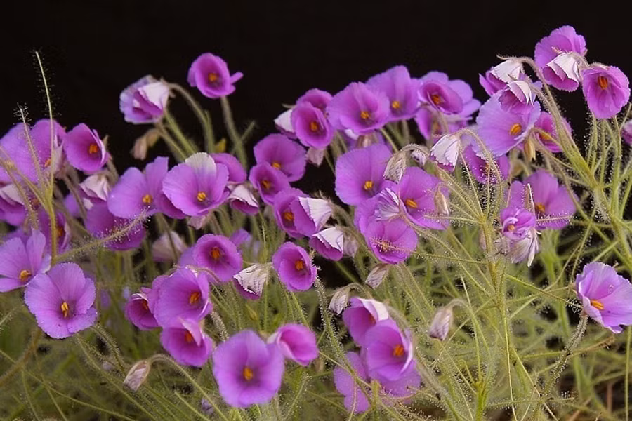 Byblis, còn được gọi là cây cầu vồng, có nguồn gốc từ Australia. Đây là loài cây ăn thịt duy nhất trong giống Byblidaceae.