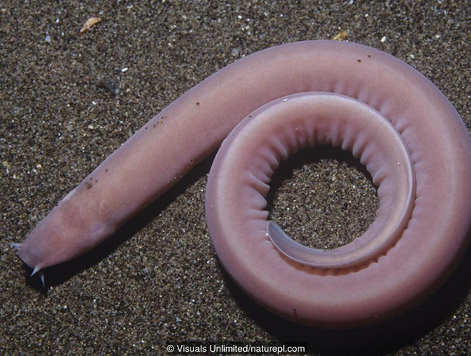 Cá mù (Hagfish) hay còn được gọi là "lươn nhớt" là một sinh vật kỳ lạ, sinh sống ở dưới đáy biển sâu. Chúng có thị lực rất kém, không nhìn rõ được mọi vật. Tuy nhiên, loài vật này có một cơ thể đặc biệt tới mức chúng không hề hấn gì khi bị cá mập tấn công.