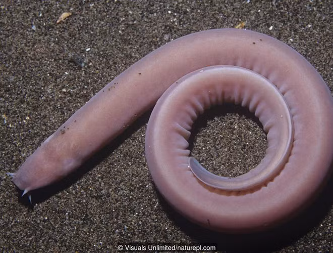 Cá mù (Hagfish) hay còn được gọi là "lươn nhớt" là một sinh vật kỳ lạ, sinh sống ở dưới đáy biển sâu. Chúng có thị lực rất kém, không nhìn rõ được mọi vật. Tuy nhiên, loài vật này có một cơ thể đặc biệt tới mức chúng không hề hấn gì khi bị cá mập tấn công.