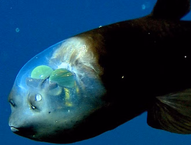 Sinh vật biển này có một cái đầu trong suốt để hấp thu được nhiều ánh sáng của đáy đại dương, điều này khiến cho đôi mắt to lồi của nó càng nổi bật hơn.