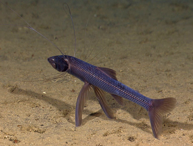 Cá ba chân là một loài cá gần như bị mù và đứng yên một chỗ, chúng chỉ di chuyển khi thực sự cần thiết, khi con mồi trôi tới gần, chúng chỉ dùng 2 vây trước để bắt và lùa thức ăn vào miệng.