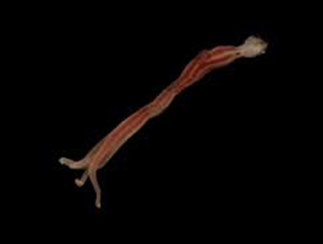 Được phát hiện ngoài khơi khu vực California (Mỹ), loài sâu biển zombie mang tên Osedax (theo tiếng Latin nghĩa là "ăn xương") là một sinh vật thường được tìm thấy trong xác chết cá voi mục rữa dưới đáy đại dương.