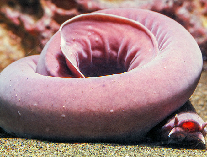 Chúng được biết đến là sinh vật giống lươn, có cách tự vệ dị thường là phun ra một lượng lớn chất nhờn khi bị tấn công bất ngờ, đặc biệt hơnda của cá hagfish có độ chùng nhất định, đủ để khiến cho các con mồi khác chán nản khi cố gây ra thương tích với chúng.