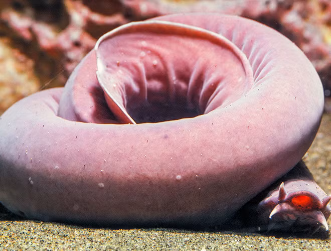 Chúng được biết đến là sinh vật giống lươn, có cách tự vệ dị thường là phun ra một lượng lớn chất nhờn khi bị tấn công bất ngờ, đặc biệt hơnda của cá hagfish có độ chùng nhất định, đủ để khiến cho các con mồi khác chán nản khi cố gây ra thương tích với chúng.