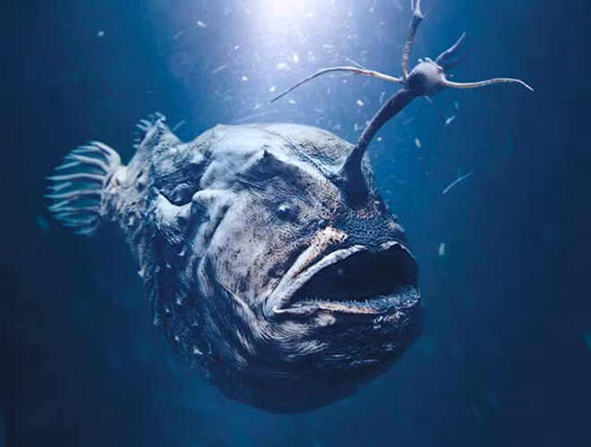 Bộ Cá vây chân được đặt tên theo kỹ thuật săn bắt của chúng - "cá cần câu" với phần thịt nhô từ đỉnh đầu như một cái mồi câu để thu hút con mồi về mình.