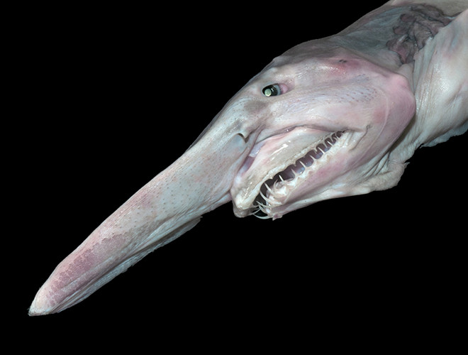 Đây có lẽ là loài khác biệt và kỳ dị nhất trong họ cá mập bởi hình dáng xấu xí. Nó làloài cá mập duy nhất có cơ thể chủ yếu là màu hồng, cùng với bộ hàm có khả năng co duỗi ra ngoài để đớp mồi.