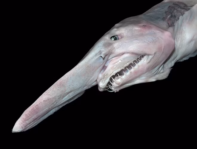 Đây có lẽ là loài khác biệt và kỳ dị nhất trong họ cá mập bởi hình dáng xấu xí. Nó làloài cá mập duy nhất có cơ thể chủ yếu là màu hồng, cùng với bộ hàm có khả năng co duỗi ra ngoài để đớp mồi.