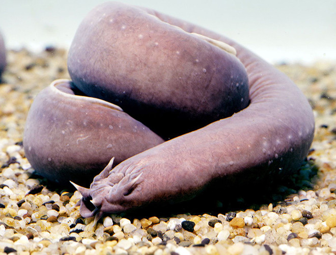 Loài cá này đang là một thách thức với các nhà khoa học khi chúng có khả năng sống trong nhiều tháng mà không cần đến thức ăn, mặt khác những bã nhơn của chúng lại cực kỳ khỏe và có thể đan với nhau tạo thành loại vải siêu bền.