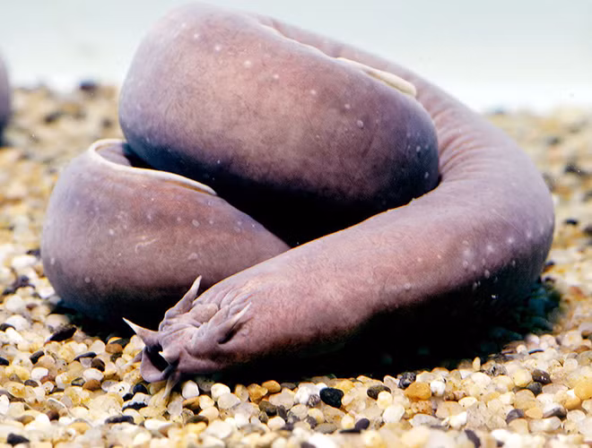 Loài cá này đang là một thách thức với các nhà khoa học khi chúng có khả năng sống trong nhiều tháng mà không cần đến thức ăn, mặt khác những bã nhơn của chúng lại cực kỳ khỏe và có thể đan với nhau tạo thành loại vải siêu bền.