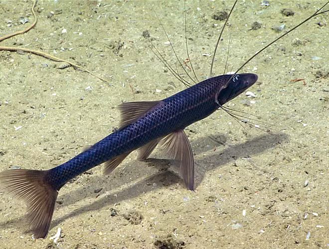 Cá ba chân (Bathypterois grallator) là một loài cá sống ở đáy biển sâu được tìm thấy ở các vĩ độ thấp. Chúng dường như thích sử dụng tia vây kéo dài ở đuôi và hai vây chậu để đứng.