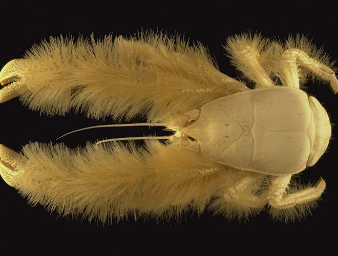 Bộ lông của sinh vật này hoàn toàn là lông cứng. Chúng có chiều ngang khoảng 4,5 cm, dài 4 cm và đặc biệt hơn, cua cái có kích cỡ gấp rưỡi con đực.