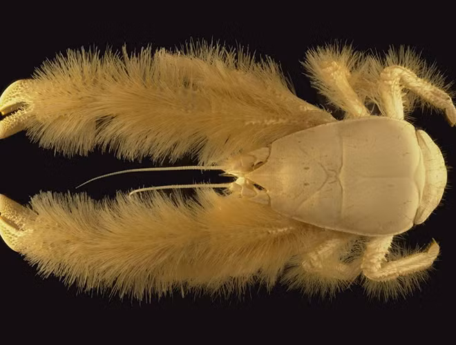 Bộ lông của sinh vật này hoàn toàn là lông cứng. Chúng có chiều ngang khoảng 4,5 cm, dài 4 cm và đặc biệt hơn, cua cái có kích cỡ gấp rưỡi con đực.