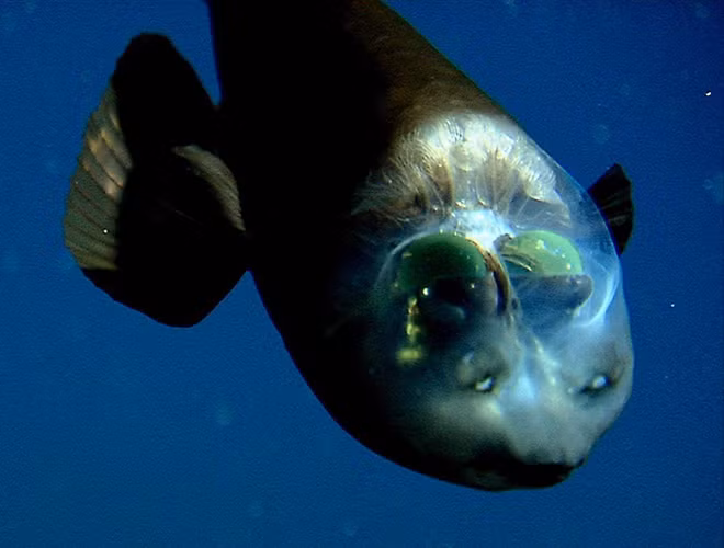 Hiện nay công nghệ lặn đã phát triển vượt bậc, tuy nhiên, do sống ở độ sâu hơn 700m nên loài cá này vẫn còn rất nhiều bí ẩn đang đợi các khoa học gia giải đáp.