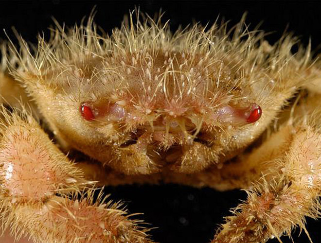 Cua Yeti không có mắt nên dành cả đời mình để sống trong môi trường nước ấm của các lỗ thủy nhiệt.Chiếc càng "lông lá" của chúng chứa nhiều vi khuẩn dạng sợi, giúp chúng khử độc tố trong nước phun ra từ miệng thủy nhiệt dưới đáy đại dương.