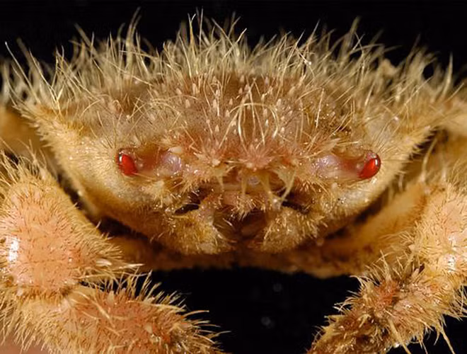 Cua Yeti không có mắt nên dành cả đời mình để sống trong môi trường nước ấm của các lỗ thủy nhiệt.Chiếc càng "lông lá" của chúng chứa nhiều vi khuẩn dạng sợi, giúp chúng khử độc tố trong nước phun ra từ miệng thủy nhiệt dưới đáy đại dương.