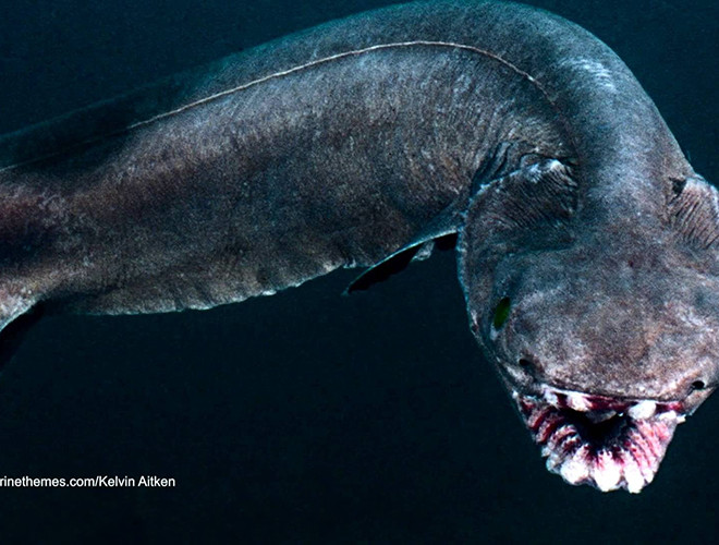 Chúng có chiều dài có thể đạt tới 2 m (6,6 ft), có cơ thể màu nâu sẫm và có sáu cặp khe mang giống với loài cá mập thời tiền sử. Chúng thường uốn cong cơ thể để di chuyển về phía trước một cách linh hoạt giống với một con rắn biển khổng lồ.