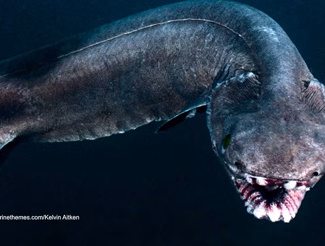 Chúng có chiều dài có thể đạt tới 2 m (6,6 ft), có cơ thể màu nâu sẫm và có sáu cặp khe mang giống với loài cá mập thời tiền sử. Chúng thường uốn cong cơ thể để di chuyển về phía trước một cách linh hoạt giống với một con rắn biển khổng lồ.