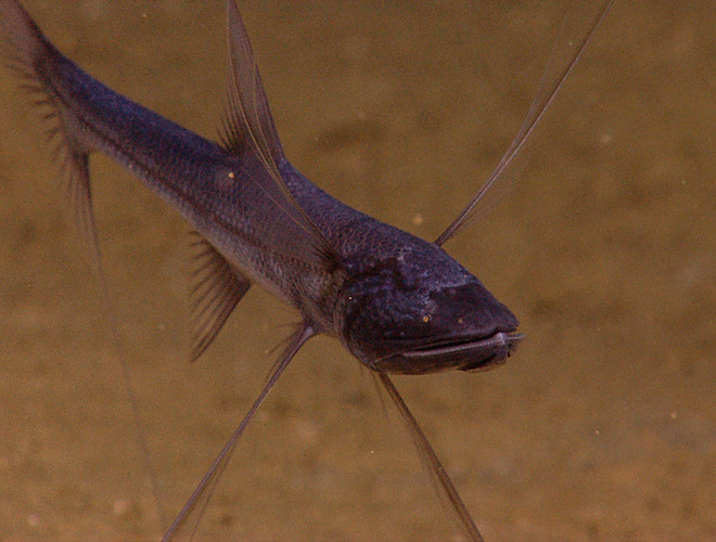 Loài cá này là một trong số ít loài động vật tĩnh. Giống như san hô, bọt biển, hải quỳ và một số sinh vật biển khác, chúng chỉ đứng yên tại chỗ, chờ các sinh vật phù du trôi tới gần để tấn công.