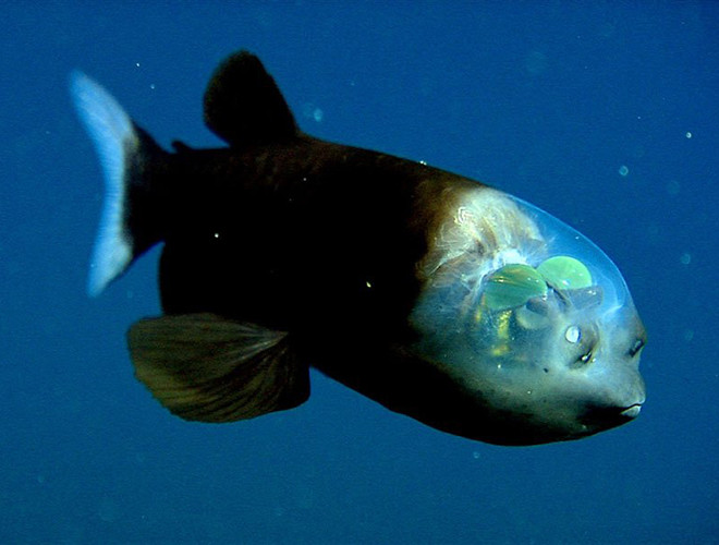 Loài cá mắt thùng (Barreleye Fish) sống ở độ sâu 762m được mẹ Thiên nhiên ưu ái khi sở hữu một cặp mắt nhạy bén và sáng bên trong để nhanh chóng phát hiện ra con mồi hay kẻ thù một cách dễ dàng.