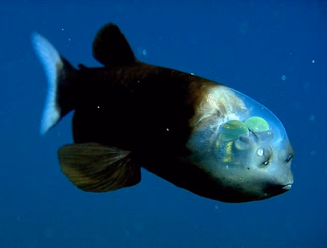 Loài cá mắt thùng (Barreleye Fish) sống ở độ sâu 762m được mẹ Thiên nhiên ưu ái khi sở hữu một cặp mắt nhạy bén và sáng bên trong để nhanh chóng phát hiện ra con mồi hay kẻ thù một cách dễ dàng.