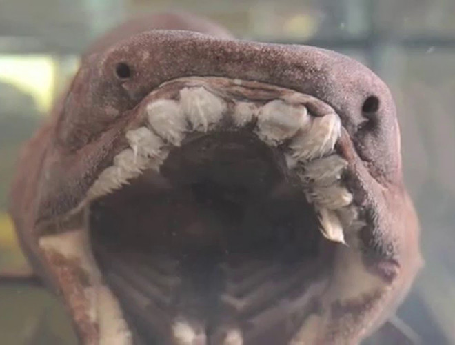 Cá nhám mang xếp (Frilled shark)là loài cá sống chủ yếu ở vùng biển sâu (trên 1.500 mét). Loài cá này có một số đặc điểm của loài cá mập "nguyên thủy".