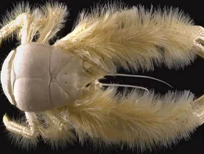 Loài cua nhiều lông này có tên gọi là Yeti.Sinh vật đầy lông này được xem giống như lạc tới Trái đất từ một hành tinh khác. Trên thực tế, chúng sống ở độ sâu 2.200 m ở Nam Thái Bình Dương.