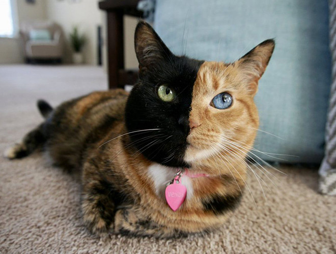 Con vật tiếp theo có màu sắc độc lạ đó là mèo Venus. Chú mèo ấn tượng bởi hai màu lông đen và cam trên khuôn mặt.