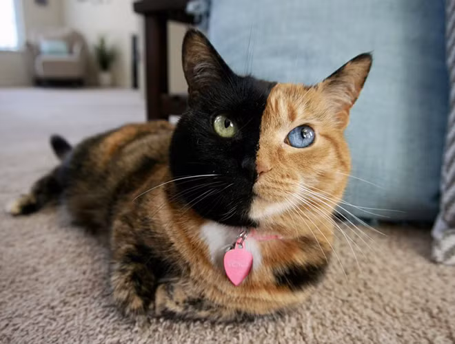 Con vật tiếp theo có màu sắc độc lạ đó là mèo Venus. Chú mèo ấn tượng bởi hai màu lông đen và cam trên khuôn mặt.