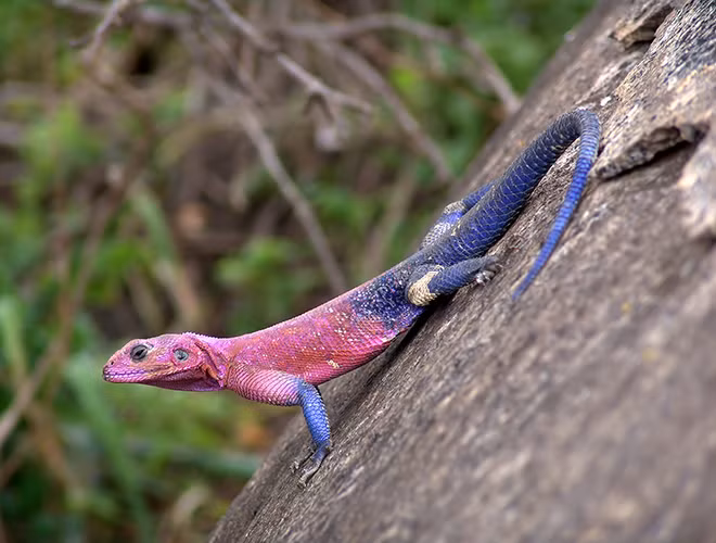 Tiếp đến là loài bò sát đầu bẹt thuộc họ Agamidae mang tên Agama Mwanzae. Con vật còn được mệnh danh là thằn lằn “Spider Man” khi sở hữu màu sắc trên da giống với nhân vật người nhện.