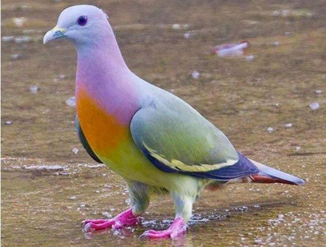 Một loài khác có ngoại hình với màu sắc khác thường đó là bồ câu xanh cổ hồng. Giống chim này có nhiều ở Campuchia, Malaysia, Myanmar… trong đó có Việt Nam.