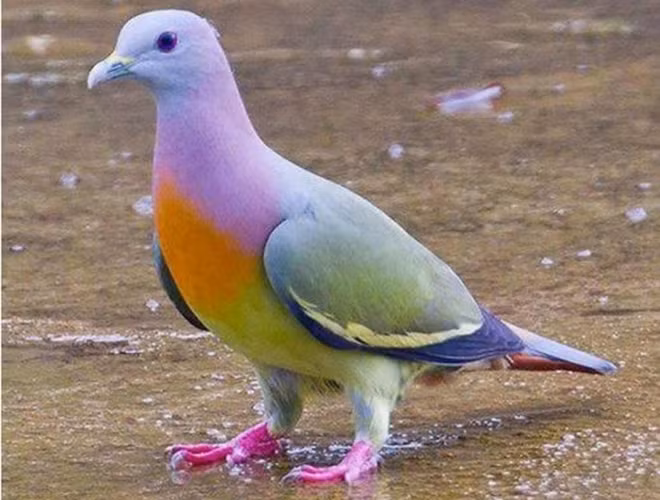 Một loài khác có ngoại hình với màu sắc khác thường đó là bồ câu xanh cổ hồng. Giống chim này có nhiều ở Campuchia, Malaysia, Myanmar… trong đó có Việt Nam.