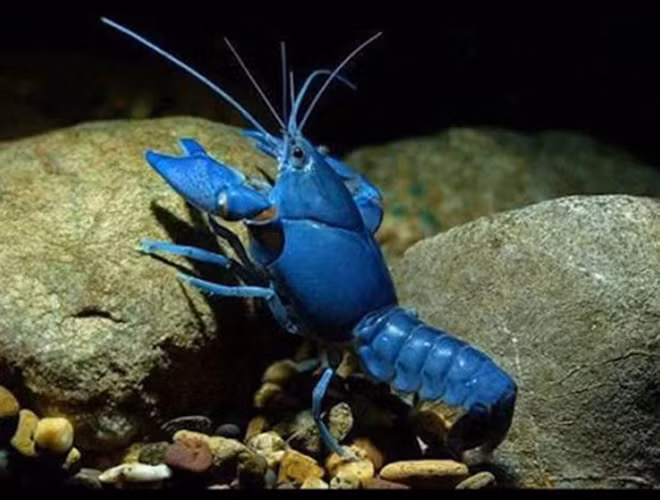 Loại tôm hùm này có nguồn gốc từ nước Anh. Được biết, vỏ tôm có màu xanh là do biến thể di truyền khi tôm sinh sống trong môi trường tự nhiên.