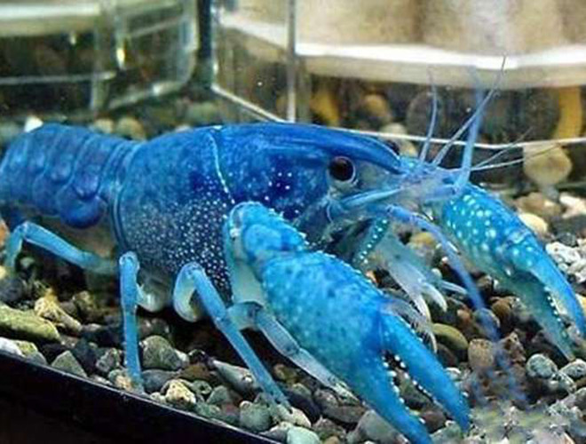 Một con vật khác sở hữu màu trên cơ thể khác lạ khiến không ít người phải ngạc nhiên khi nhìn thấy đó là tôm hùm xanh.