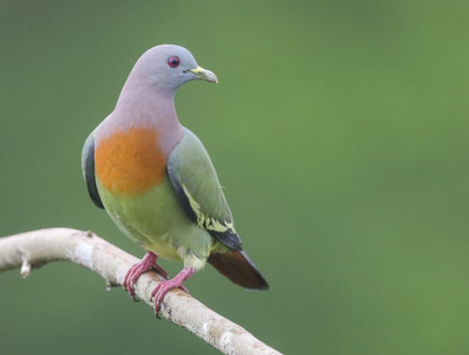 Khác với chim bồ câu màu xám, bồ câu xanh cổ hồng thường tập trung ở những tán lá có màu sắc sặc sỡ. Ngoài ra thì chúng còn sở hữu giọng hót cao, vô cùng bắt tai.