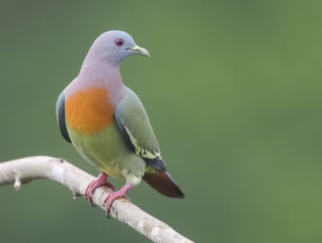 Khác với chim bồ câu màu xám, bồ câu xanh cổ hồng thường tập trung ở những tán lá có màu sắc sặc sỡ. Ngoài ra thì chúng còn sở hữu giọng hót cao, vô cùng bắt tai.