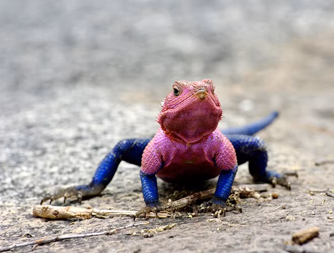 Loài thằn lằn này sống nhiều trên đá hoặc đồi núi, ở khu vực: Kenya, Tanzania, Rwanda… và một số nước thuộc Đông Phi. Đồng thời còn được biết đến nhiều với tài bắt côn trùng siêu đỉnh.