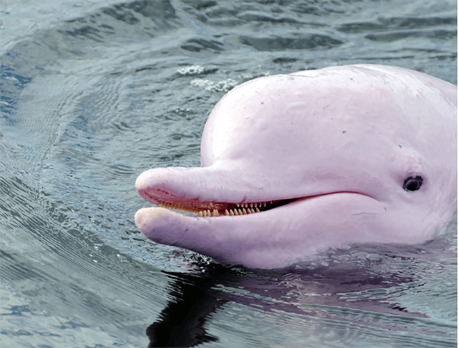 Trước đó, hai con cá heo hồng dài khoảng 150cm đã xuất hiện ở vùng biển thuộc công viên quốc gia Ao Phang Nga. Đây là khu vực tập rừng ngập mặn và tập trung nhiều sinh vật biển nhất tại Thái Lan.