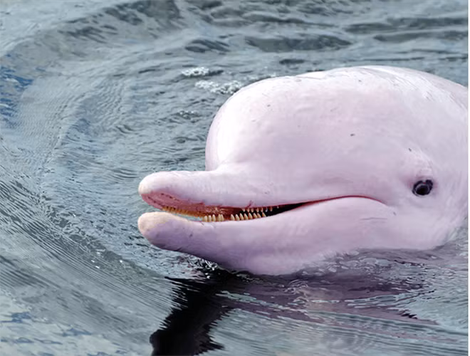 Trước đó, hai con cá heo hồng dài khoảng 150cm đã xuất hiện ở vùng biển thuộc công viên quốc gia Ao Phang Nga. Đây là khu vực tập rừng ngập mặn và tập trung nhiều sinh vật biển nhất tại Thái Lan.