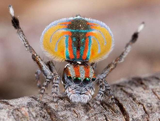 Loài nhện công nhiều màu sắc ở Úc cũng là một trong những loài vật sở hữu màu sắc độc lạ mà chúng ta không thể không nhắc tới.