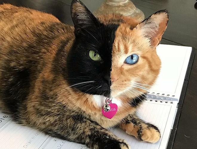 Cặp mắt của mèo Venus cũng rất thu hút với hai màu riêng rẽ: màu vàng và màu xanh dương. Chính từ những đặc điểm này đã khiến cho con vật trở thành hiện tượng “hot”, với số lượng tương tác lớn trên mạng xã hội.