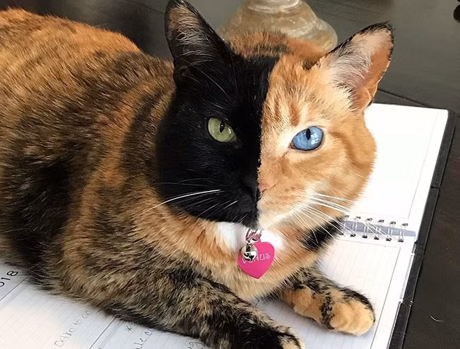 Cặp mắt của mèo Venus cũng rất thu hút với hai màu riêng rẽ: màu vàng và màu xanh dương. Chính từ những đặc điểm này đã khiến cho con vật trở thành hiện tượng “hot”, với số lượng tương tác lớn trên mạng xã hội.